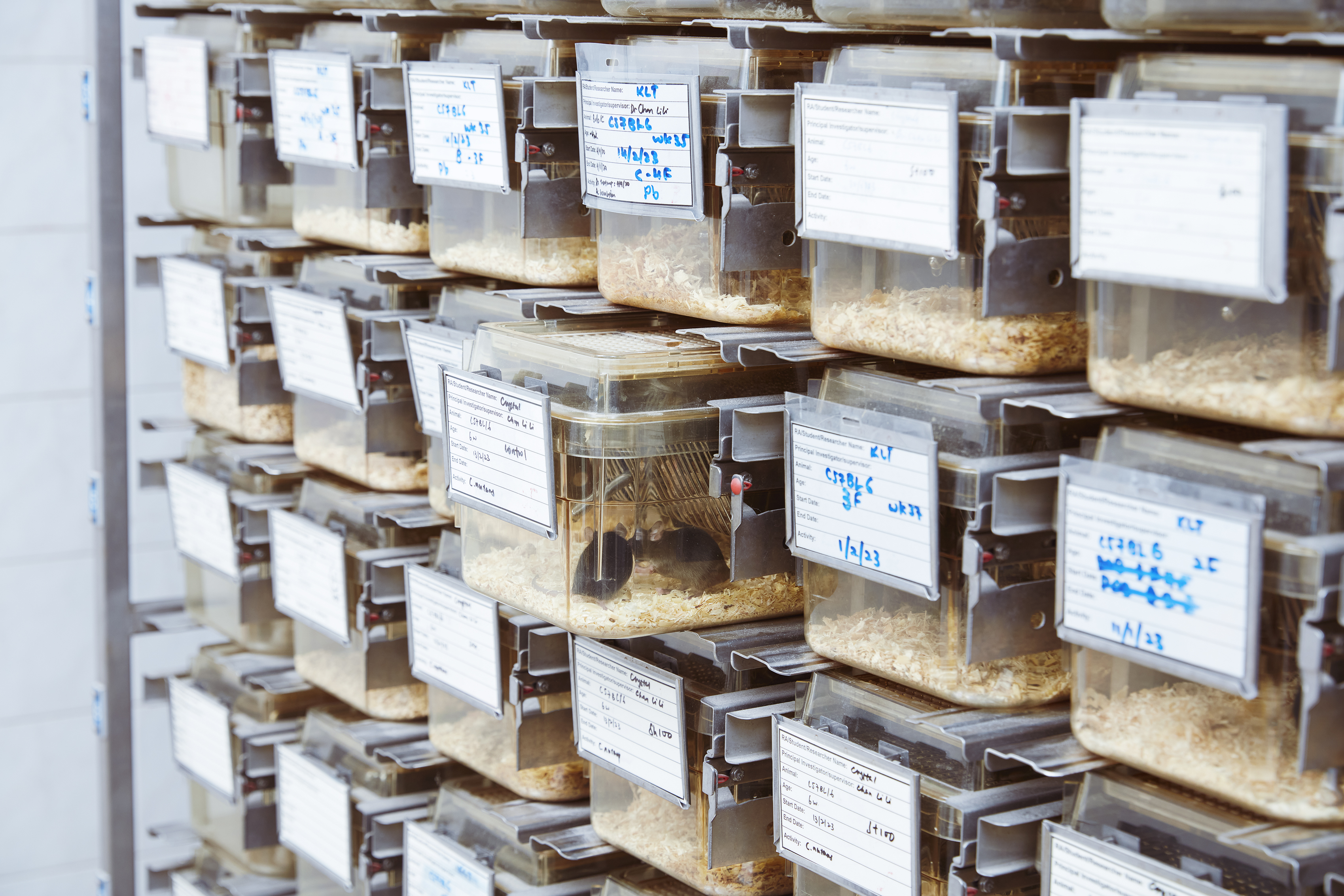 Individual ventilated cages for rodents